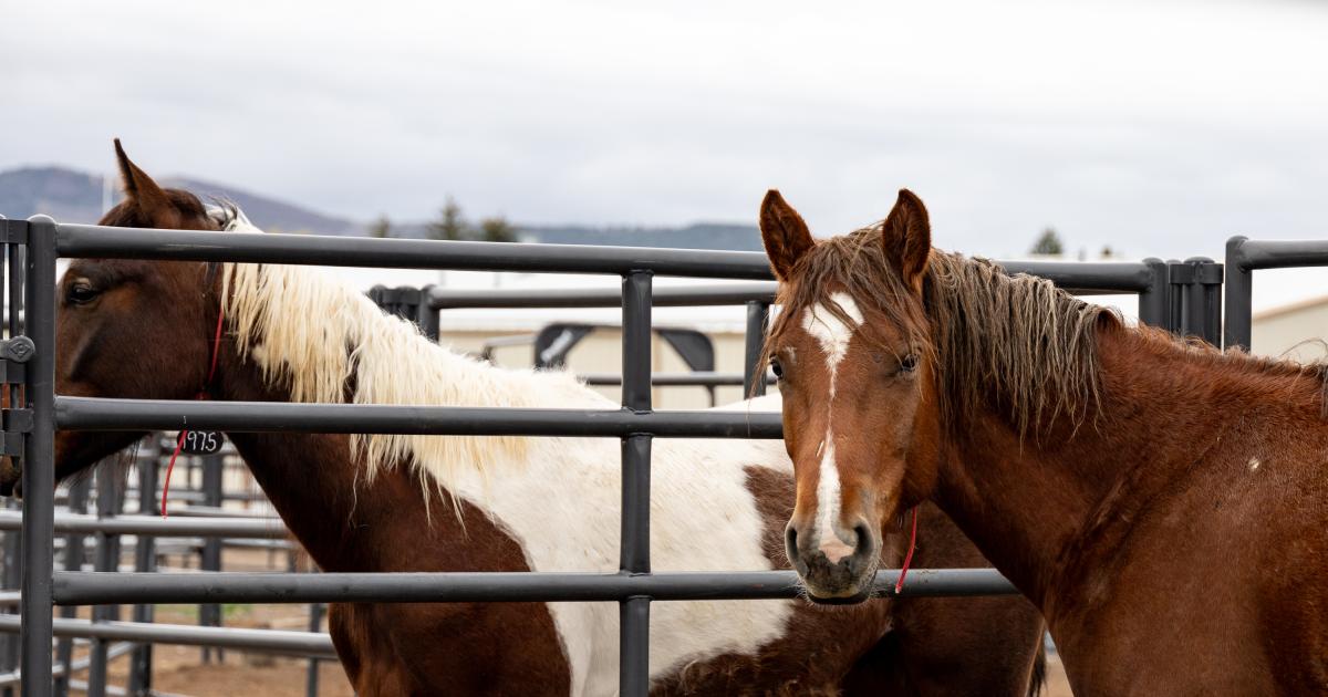 BLM Colorado offers wild horses and burros for adoption at the Weld